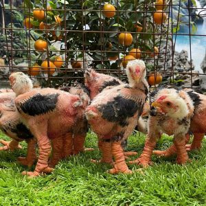 Gà Đông Tảo 45 Ngày Tuổi