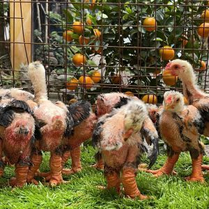 Alternative view of Gà Đông Tảo 45 Ngày Tuổi