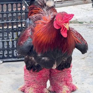 Gà Đông Tảo Biếu Loại 1