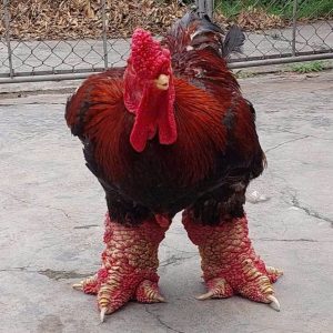 Gà Đông Tảo Biếu Loại 2