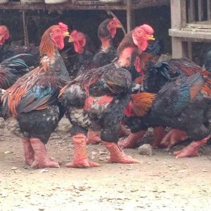 Gà Đông Tảo Thịt 10 Tháng Tuổi