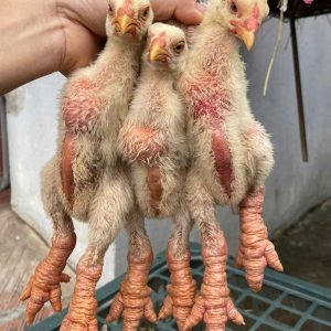 Gà đông tảo giống 35 ngày tuổi