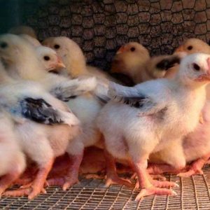 Gà Đông Tảo 15 ngày Tuổi