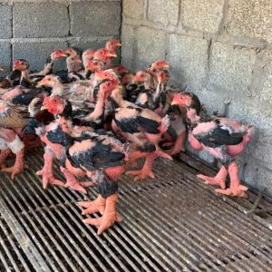 Gà Đông Tảo 60 Ngày Tuổi