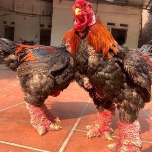 Gà Đông Tảo Biếu Loại 3