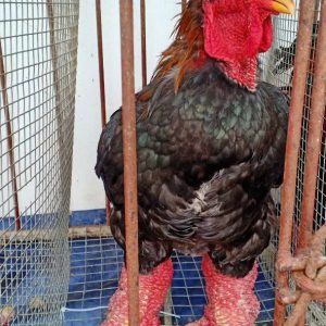 Gà Đông Tảo Biếu Loại 4