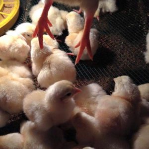 Gà Đông Tảo Mới Nở