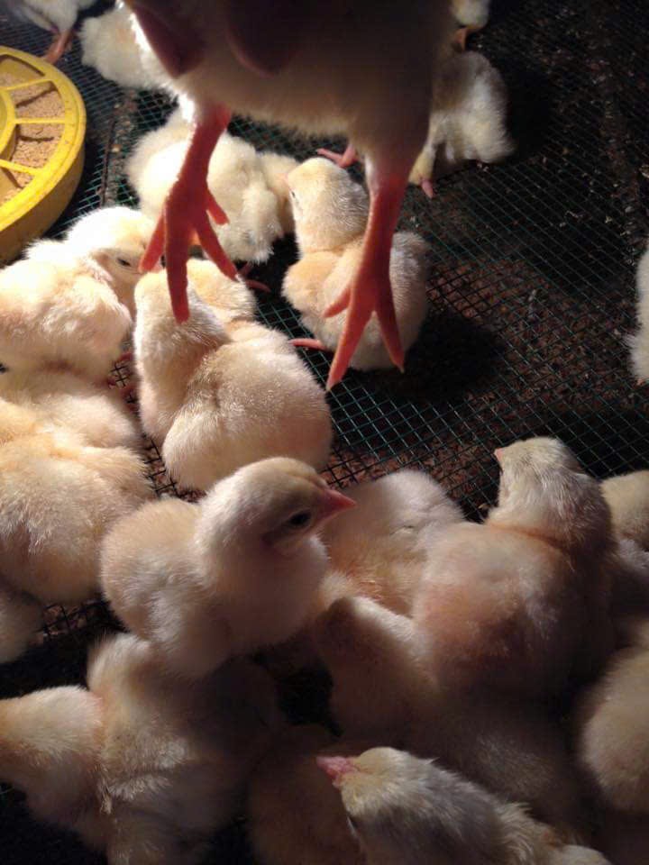 Gà Đông Tảo Mới Nở