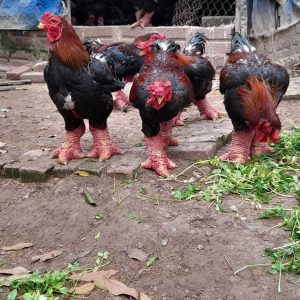 Gà Đông Tảo Thịt 12 Tháng Tuổi