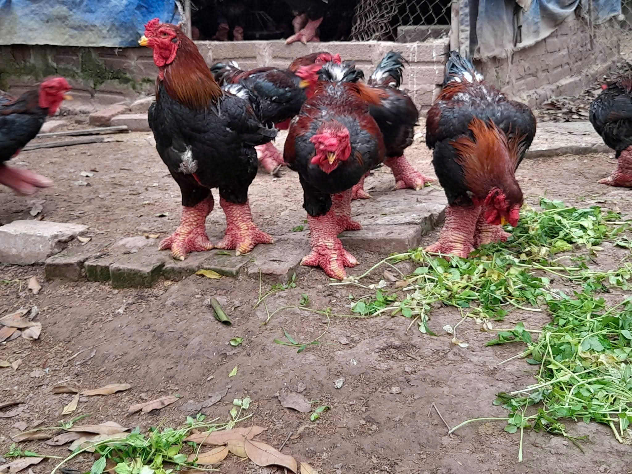 Gà Đông Tảo Thịt 12 Tháng Tuổi