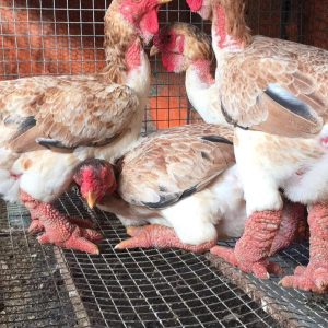 Gà Mái 6 Tháng Chọn Lọc Gây Giống